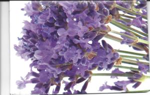 lavender envelope fr