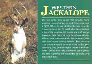 jackalope0001