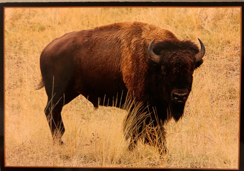 buffalo